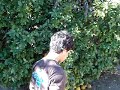 the sustainability crew helps iskash*taa harvest fruit and redistribute it to refugee populations in tucson.