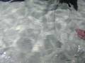 videos de Sting Rays