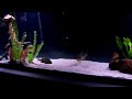Armatus nails a feeder! Armatus nails a feeder!