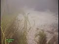 Never Mess With A One Eyed Musky