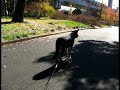 スケボー犬ウラン Dec.04.2009 Japan