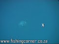 shauns shark attack -better quality shauns shark attack -better quality