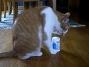 Milhouse likes yogurt!