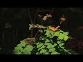 Butterflies & Orchids