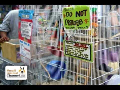 how to care for a sugar glider