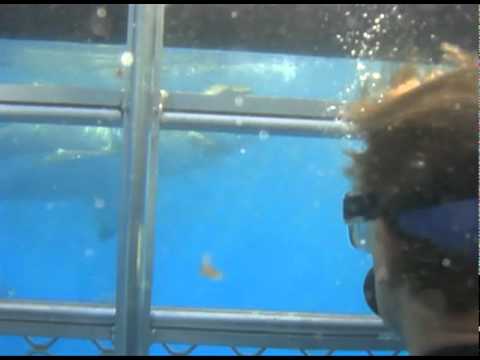 requin blanc