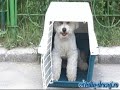 Clicker training-But very funny,believe me :)