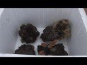 Wired Science 7: Creating a Coral Reef