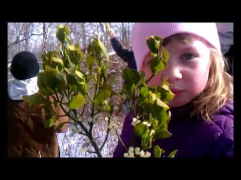 how to harvest mistletoe