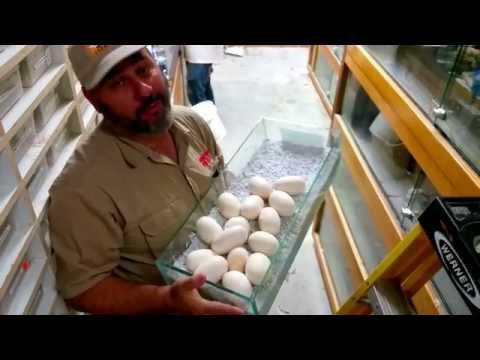 YouTube reptile video
