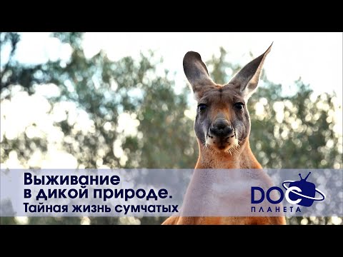 Выживание в дикой природе - Тайная жизнь сумчатых