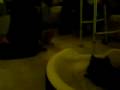 videos de Cat plays fetch