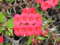 MEDITATION ON LOVE - ROMANCE
