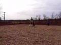 Silly Mare does Capriole