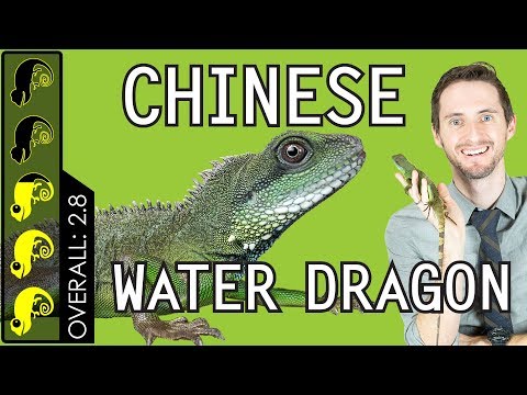 YouTube reptile video