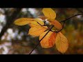 TOAMNA (AUTUMN)-videoclip Manele-Gratis.net