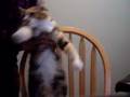 cat i'm a kitty cat