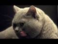 Our lovely son - Pig B, a British shorthair cat