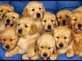 Cachorros Cachorros