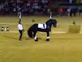 Casteltermini Best Horse Frisone 2007 Casteltermini Best Horse Frisone 2007