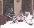 SnowStorm1