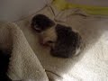 My Catz - New born Kitten