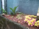 JYB files - garden
