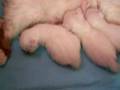 www.catterychivers.nl