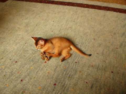 abyssinian