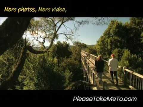 Dorrigo National Park, North Coast, New South Wales