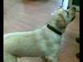 LABRADOR CHE SEGUE IL LASER!! LABRADOR CHE SEGUE IL LASER!!