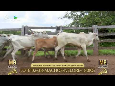 530� LEIL�O VIRTUAL DE CORTE