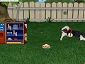 Training my D5 dog some jumping