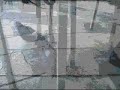 polles fores simvenoun pragmata giro mas ta opia pernoun aparatirita. o euatos mas ine to kentro tis zois mas. i apoksenosi apo tous giro mas ine kati perissotero apo emfanes k i adiaforia g ta provlimata ton allon ine ena koinoniko fainomeno tis epoxis mas. mesa apo auto to video fenete ti simveni giro mas, 