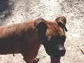 jill-lone-star-boxer-rescue.html