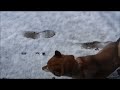 柴犬めろんの雪どけジャンプごっこ 雪どけ