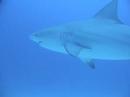 sharks in playa del carmen sharks in playa del carmen