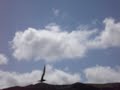 bird strike
