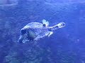 trunkfish at Atlantis, Bahamas