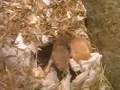 Chippis Nachwuchs (14 days old gerbils)