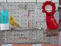 alcune immagini dei primi classificati della mostra di Erice del 2009