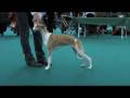 videos de Janice