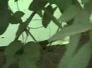 corcodile farm