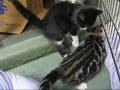 stray kittens growing