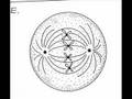 Mitosis Musical