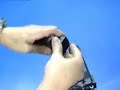 Pistola de Press�o