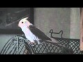 Ash the Whiteface Cockatiel Ringing
