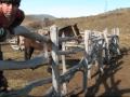 Lonquimay
