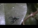jumping spider