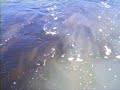 Carp Swarm
